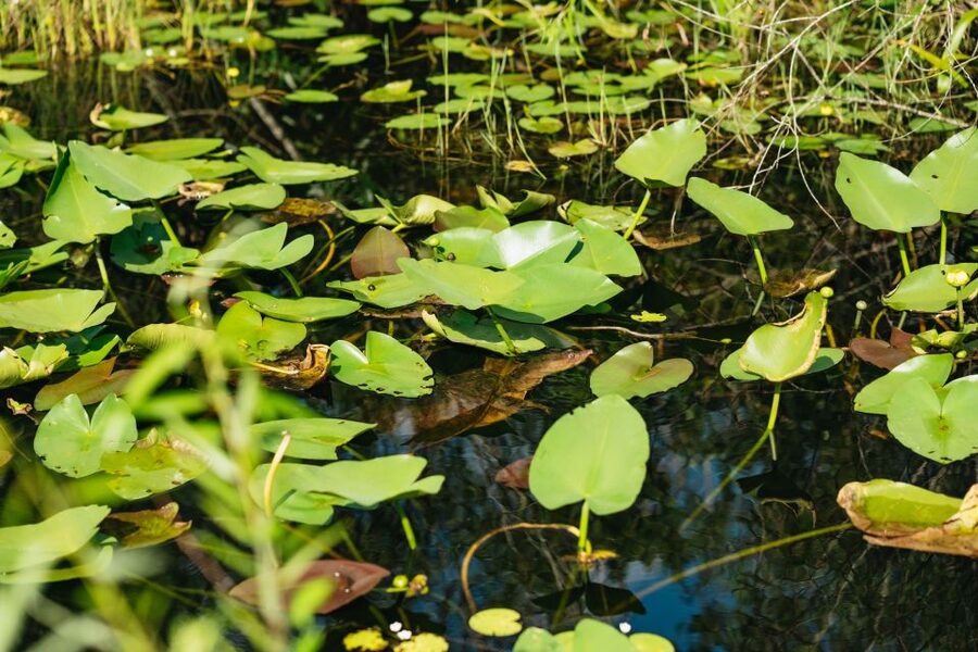 From Miami: Everglades Airboat Ride and Nature Walk - Snacks, drinks, and a practical break
