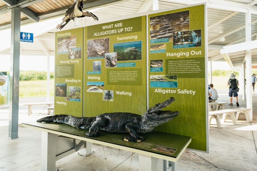 From Miami: Everglades Airboat Ride and Nature Walk - The airboat ride through alligator country