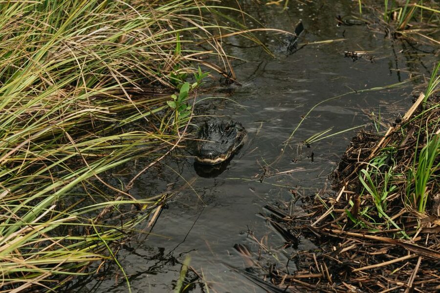 From Miami: Everglades Airboat Ride and Nature Walk - Is $189 good value?