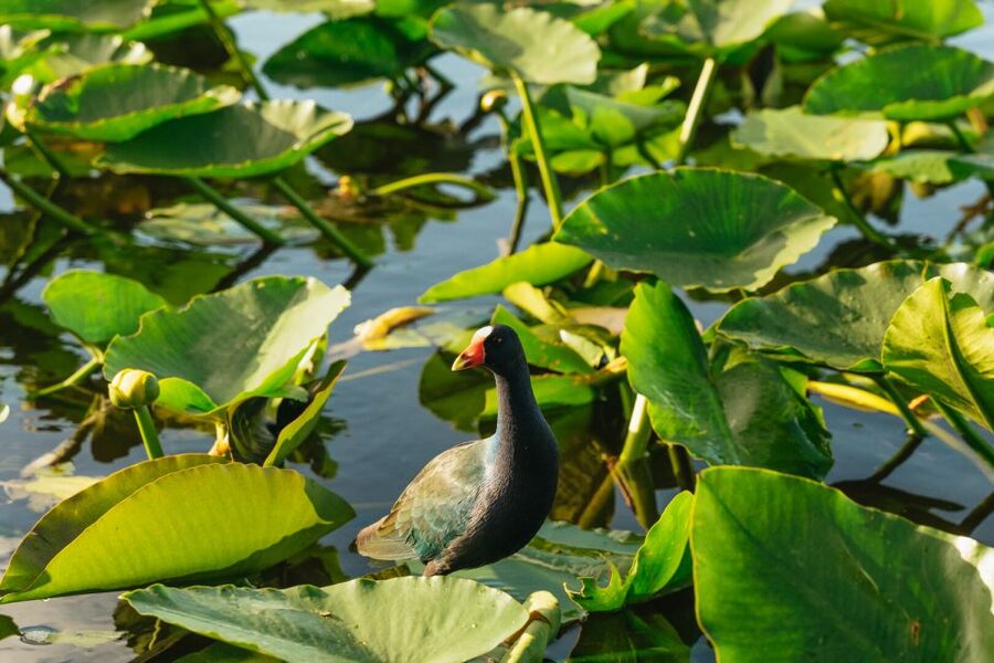 From Miami: Everglades Airboat, Wildlife Show & Bus Transfer - Should you book the airboat and wildlife show?