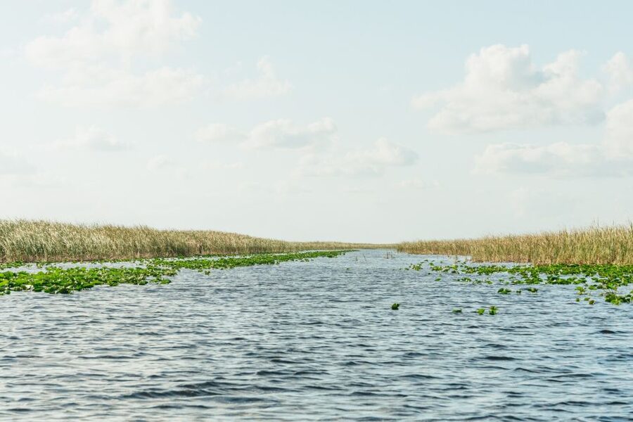From Miami: Everglades Airboat, Wildlife Show & Bus Transfer - Alligators, turtles, and birds in their own habitat