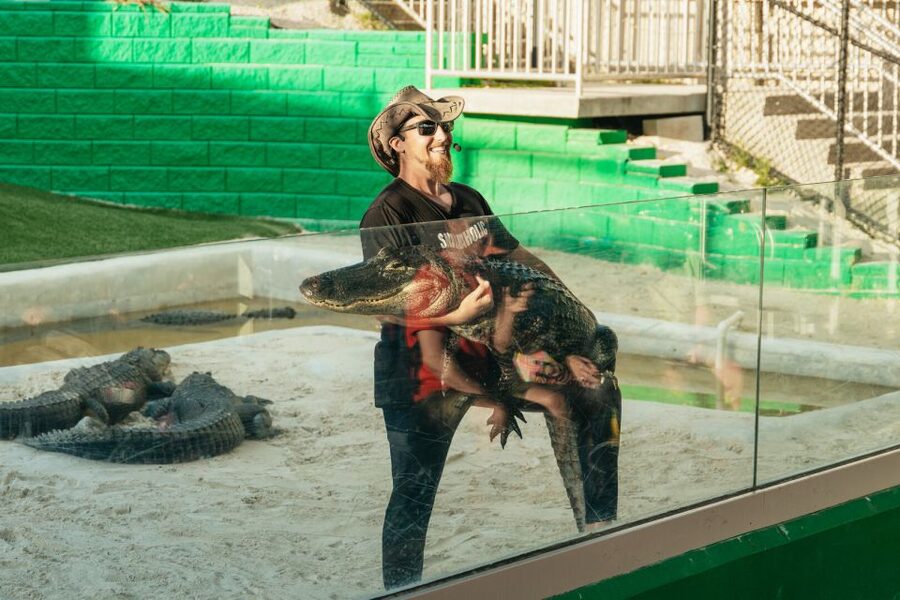 From Miami: Everglades Airboat, Wildlife Show & Bus Transfer - The alligator and wildlife presentation