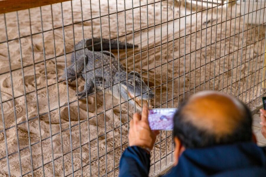 From Miami: Everglades Wildlife Show, Airboat & Bus Transfer - Free time gives you a little breathing room