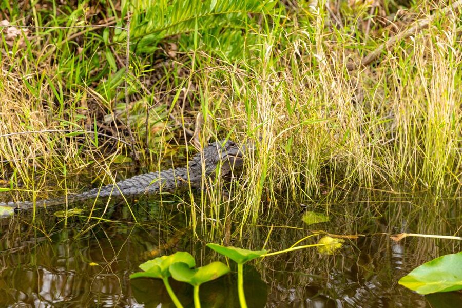 From Miami: Everglades Wildlife Show, Airboat & Bus Transfer - Biscayne Bay adds a polished Miami finish