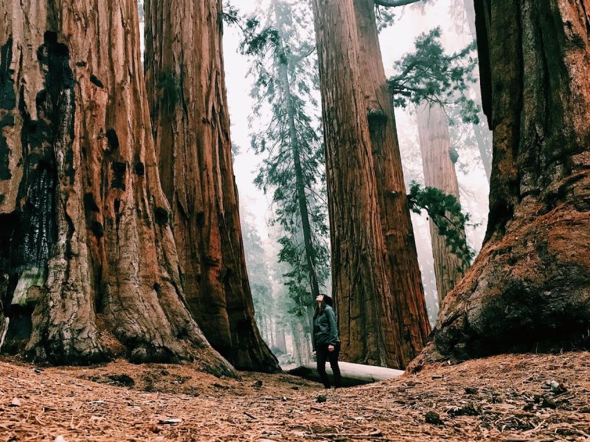 From San Francisco: Day Trip to Yosemite National Park - The 1.5-hour Yosemite Valley coach tour