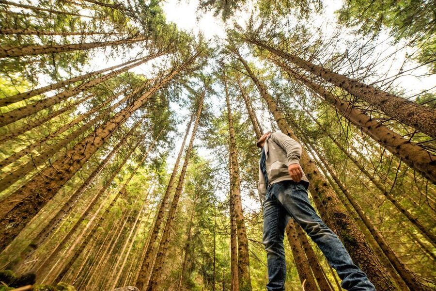 From San Francisco: Guided Muir Woods Excursion - Why Muir Woods is worth leaving San Francisco for