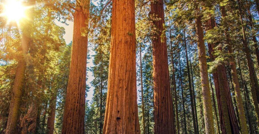 From San Francisco: Guided Muir Woods Excursion - Your 90 minutes beneath the redwoods