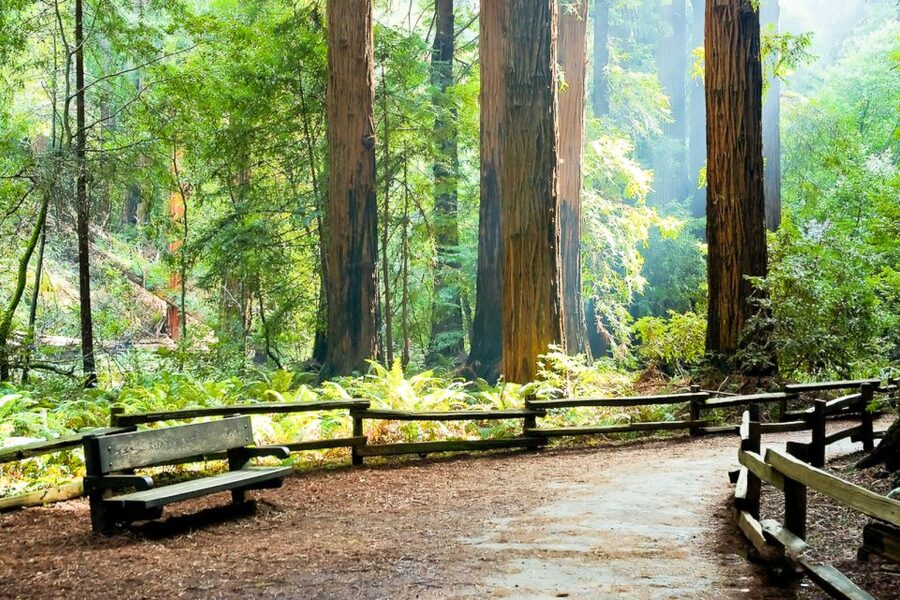 From San Francisco: Guided Muir Woods Excursion - Sausalito in a short 45-minute stop