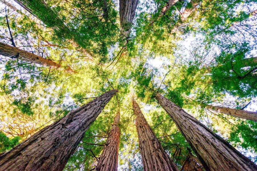 From San Francisco: Guided Muir Woods Excursion - What the $84 price really covers