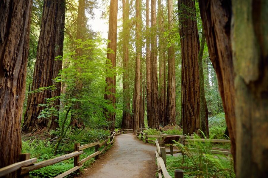 From San Francisco: Guided Muir Woods Excursion - A note about the temporary park closure