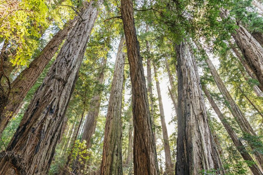 From San Francisco: Guided Muir Woods Tour - Key points to know before booking