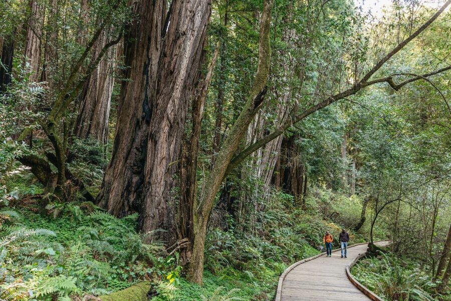 From San Francisco: Guided Muir Woods Tour - Ninety minutes inside Muir Woods National Monument