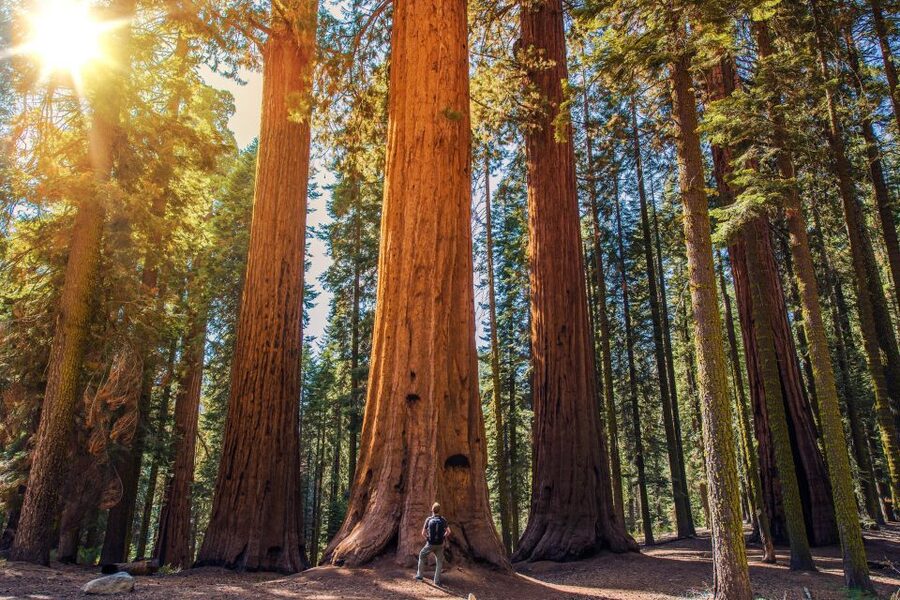 From San Francisco: Guided Muir Woods Tour - Sausalito adds a different kind of stop