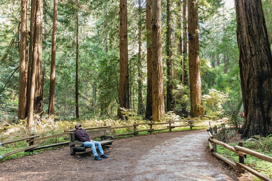 From San Francisco: Guided Muir Woods Tour - What the $84 price really includes