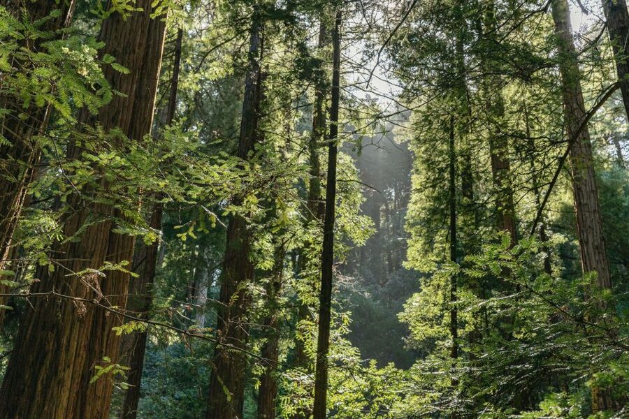 From San Francisco: Guided Muir Woods Tour - Who will enjoy this tour most