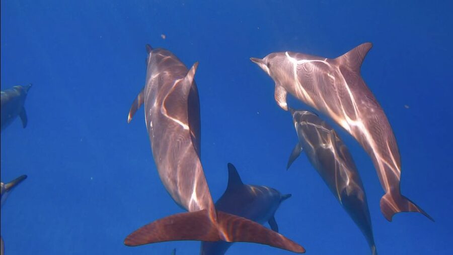 From Waikiki: Turtle Canyon Snorkeling Tour - Quick facts about the Turtle Canyon trip