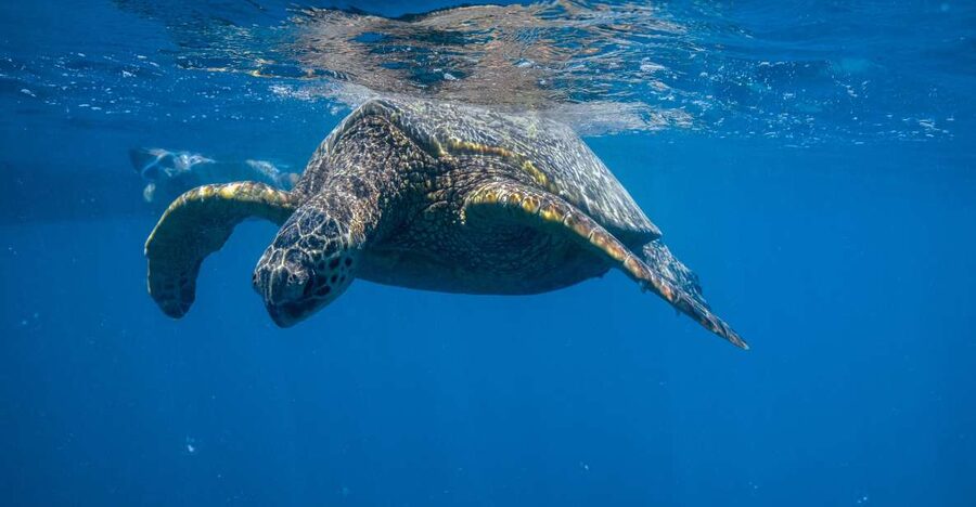 From Waikiki: Turtle Canyon Snorkeling Tour - Meeting at Island Splash Tours behind the yellow booth