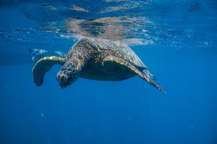 From Waikiki: Turtle Canyon Snorkeling Tour - Fifty minutes among turtles at Turtle Canyon