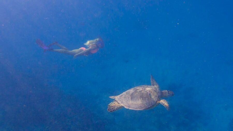From Waikiki: Turtle Canyon Snorkeling Tour - Equipment, flotation, and help in the water