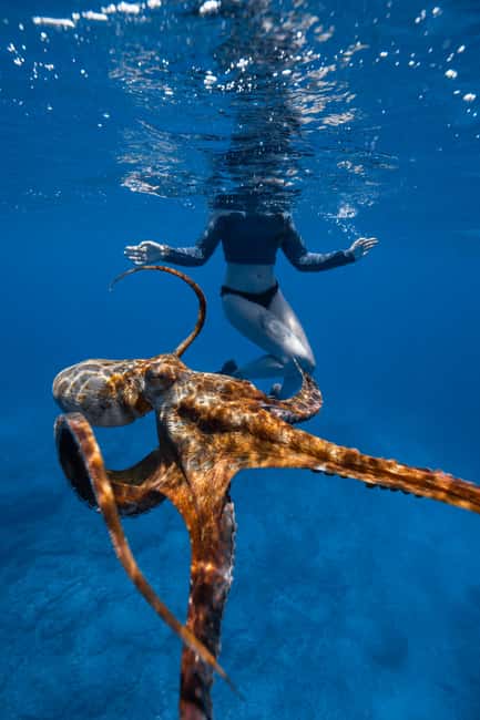 From Waikiki: Turtle Canyon Snorkeling Tour - Handling crowds and protecting the turtles