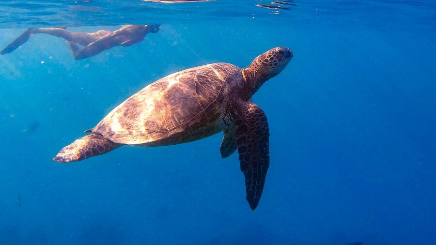 From Waikiki: Turtle Canyon Snorkeling Tour - The 15-minute cruise from Honolulu to Turtle Canyon