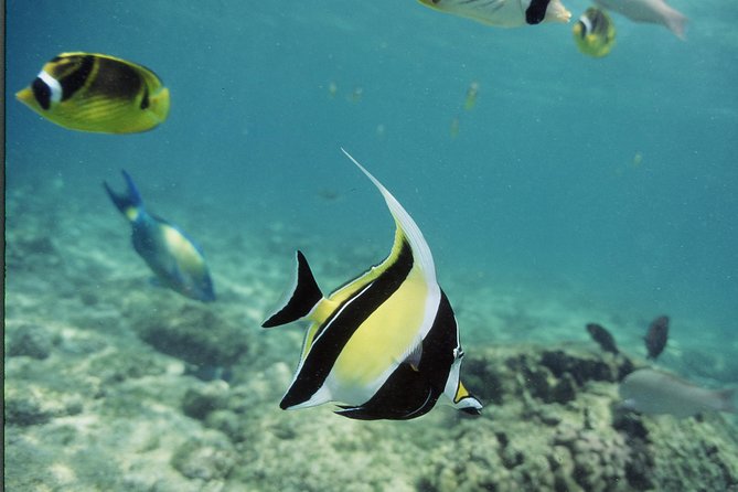 Glass-Bottom Boat Reef Tour - Who should book this Kona experience?