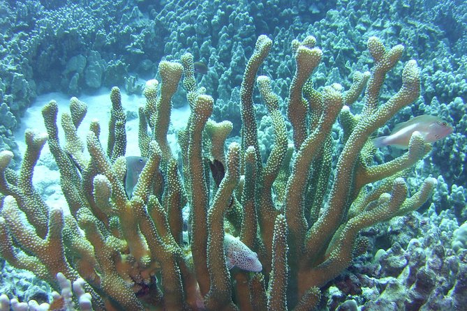 Glass-Bottom Boat Reef Tour - Booking and cancellation details to know