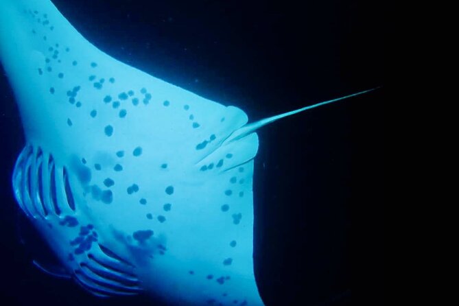 Glow of the Deep: Night Snorkeling with Manta Rays - Is $80 a good value?
