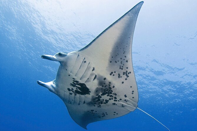 Glow of the Deep: Night Snorkeling with Manta Rays - The boat ride and sunset from the upper deck