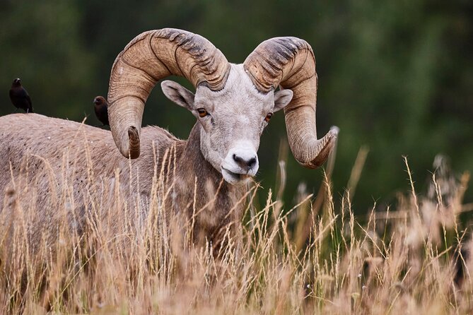 Grand Teton Half Day Tour - Why this four-hour tour works so well