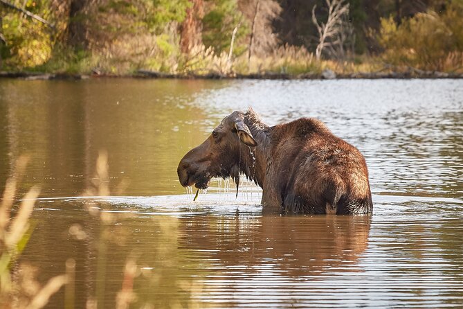 Grand Teton Half Day Tour - Jenny Lake and the park’s classic photo stops