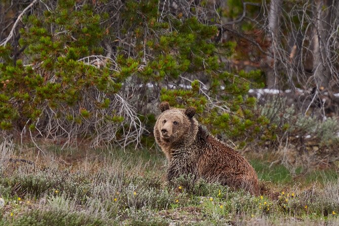 Grand Teton Half Day Tour - Moose Wilson Road and changing wildlife conditions