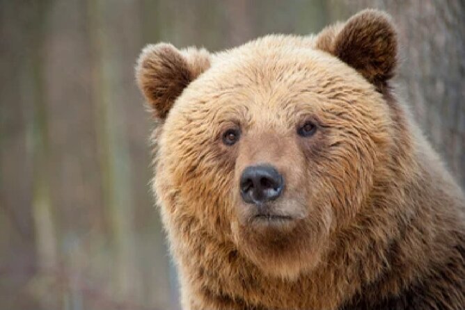 Grand Teton Wildlife Safari in a Enclosed or Open-Air Vehicle (season dependent) - What animals might you see?
