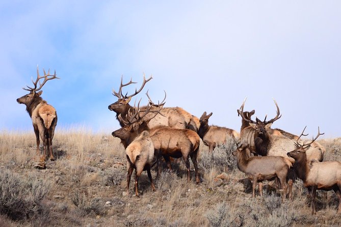 Grand Teton Wildlife Safari in a Enclosed or Open-Air Vehicle (season dependent) - Mormon Row and the famous barns