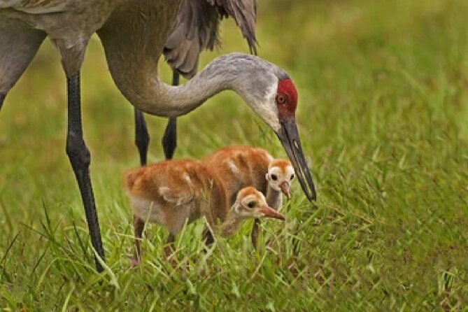 Grand Teton Wildlife Safari in a Enclosed or Open-Air Vehicle (season dependent) - Sunrise or sunset: which should you choose?