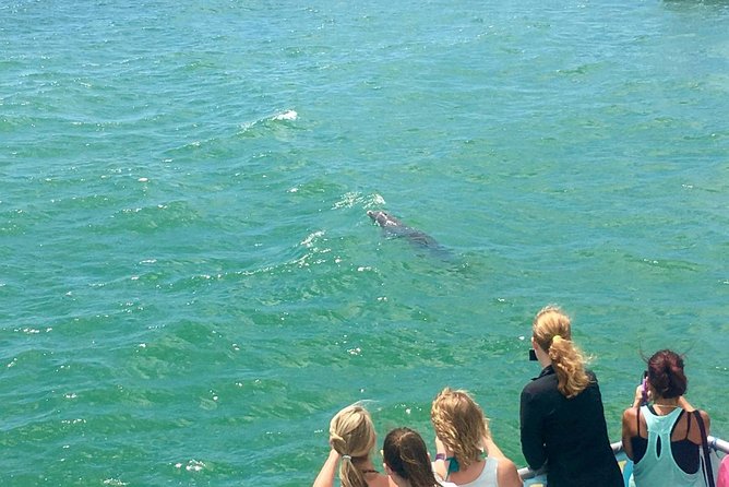 Guaranteed Dolphin Sighting Tour on Tropics Boat Tours - Searching for bottlenose dolphins