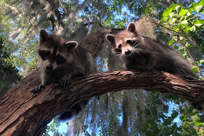 Guided Boat Tour of New Orleans Bayou - A slow ride through Louisiana’s cypress swamp
