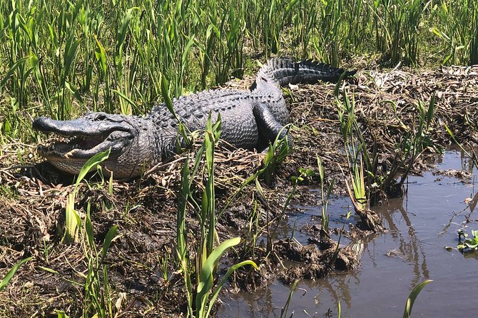 Guided Boat Tour of New Orleans Bayou - Is the $35 price good value?