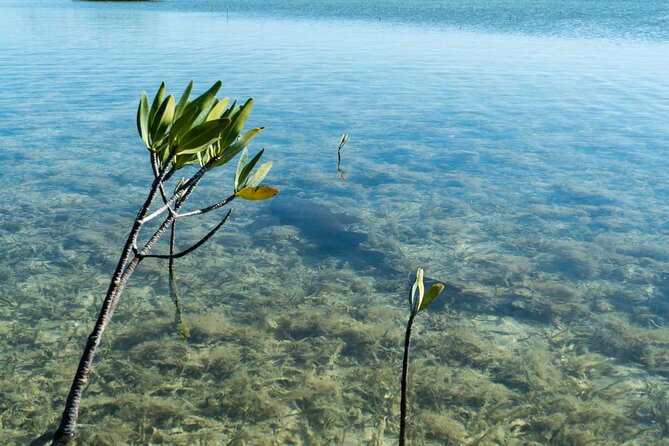 Guided Clear Kayak Eco-Tour Near Key West - What you may see beneath the hull