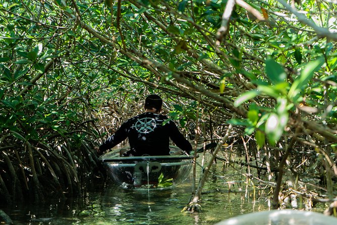 Guided Clear Kayak Eco-Tour Near Key West - Is $79 a fair price?