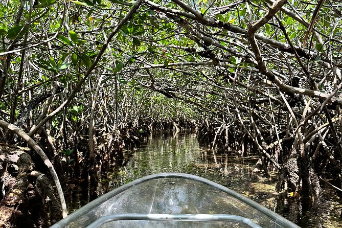 Guided Clear Kayak Eco-Tour Near Key West - Who should book this Sugarloaf Key outing?