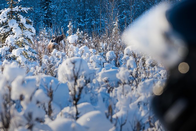 Guided Fairbanks Snowmobile Tour - Practice laps make this a good first ride