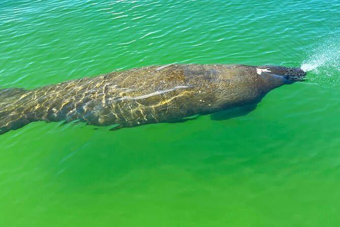 Guided Hobie Kayak EcoTour: Premium Eco Experience Bonita Springs - Guides who shape the experience