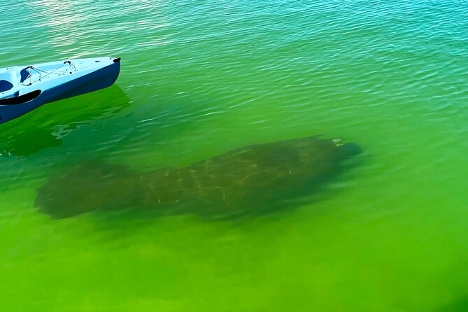 Guided Hobie Kayak EcoTour: Premium Eco Experience Bonita Springs - How much value you get for $70