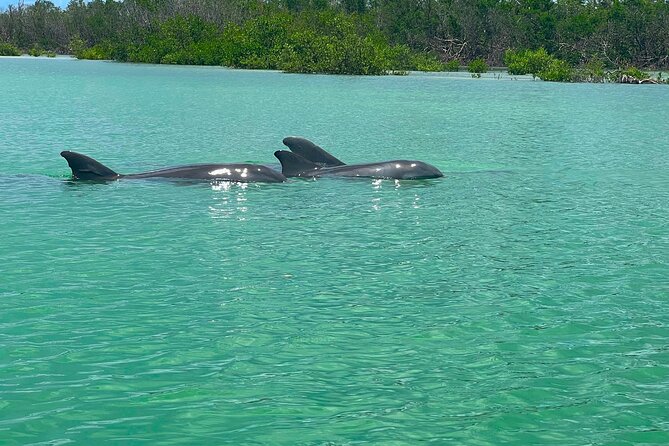 Guided Hobie Kayak EcoTour: Premium Eco Experience Bonita Springs - Who should book this Bonita Springs eco tour