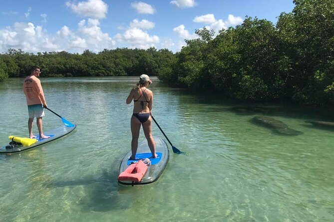 Guided Island EcoTour: CLEAR/Standard Kayak, SUP - Bonita Springs - Wildlife watching in a tidal Florida ecosystem