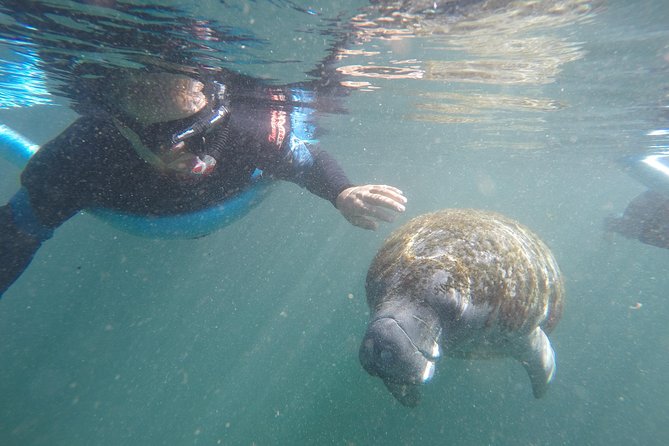 Guided Small Group Manatee Snorkeling Tour with In-Water Photographer - Key things to know before you book