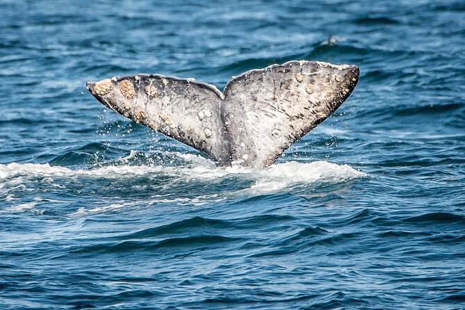 Guided Whale Watching Tour from Long Beach - Setting out from Aquarium Way in Long Beach