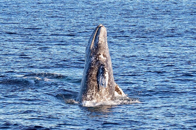 Guided Whale Watching Tour from Long Beach - What the boat feels like after two hours at sea