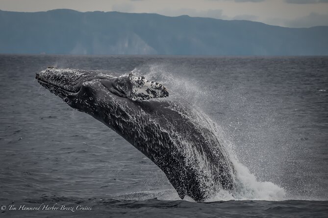 Guided Whale Watching Tour from Long Beach - Aquarium of the Pacific and the harbor sights